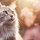 Problèmes de peau chez le chat : Conseils pour une peau saine