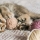 Quelle alimentation pour bien démarrer la vie de votre chaton ?