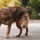 Problèmes de Peau chez le Chien : Causes, Symptômes et Solution