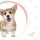 Dents de chiot : Tout Ce Que Vous Devez Savoir