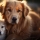 Pourquoi est-ce si important de vermifuger mon chien ?