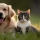 Comprendre la santé de la peau des chats et des chiens