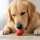 Les chiens peuvent-ils manger des fraises ?