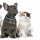 Parasites et maladies parasitaires chez le chien et le chat