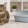 Mon chat a des vers : symptômes, selles et traitement