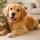 Friandises pour chien et chat : comment bien les choisir ?