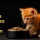 Pourquoi choisir des croquettes sans céréales ni gluten pour votre chaton ?