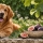 Figue et chien : peut-il en manger ? Bienfaits et dangers