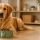 Croquettes pour chien à digestion sensible : comment bien choisir ?