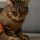 Arthrose du Chat : Comment Votre Félin Exprime-t-il sa Douleur Articulaire ?
