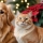 Poinsettia et Sécurité pour Chiens et Chats