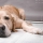 Diarrhée chez le chien : ce que vous devez savoir
