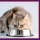 Bien nourrir son chat : comprendre les différentes méthodes d'alimentation