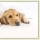 Comment aider son chien à s'adapter en douceur au changement d'heure ?