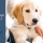 Parvovirose canine : symptômes, prévention et traitement