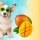 Les chiens peuvent-ils manger de la mangue ?