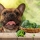 Les chiens peuvent-ils manger du brocoli ?