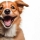 Les soins dentaires chez le chiot 