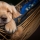 Le toilettage des parties intimes du chiot 