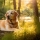 Soins Saisonniers pour Votre Chien en Septembre