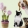 L'empoisonnement par les jacinthes chez les chats ou les chiens