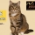 Oméga-6 pour les chats : des acides gras essentiels… à bien équilibrer