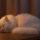 Sommeil du chat : retrouver un bon rythme avant et après le changement d’heure