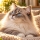 Pourquoi les chats stérilisés sont-ils plus sujets aux troubles urinaires ?