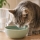 Quelle eau donner à son chat : robinet, source, minérale ou filtrée ?