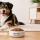 Comment réussir la transition alimentaire d’un chien adulte ?