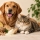 Protéines végétales chien et chat : rôle et limites