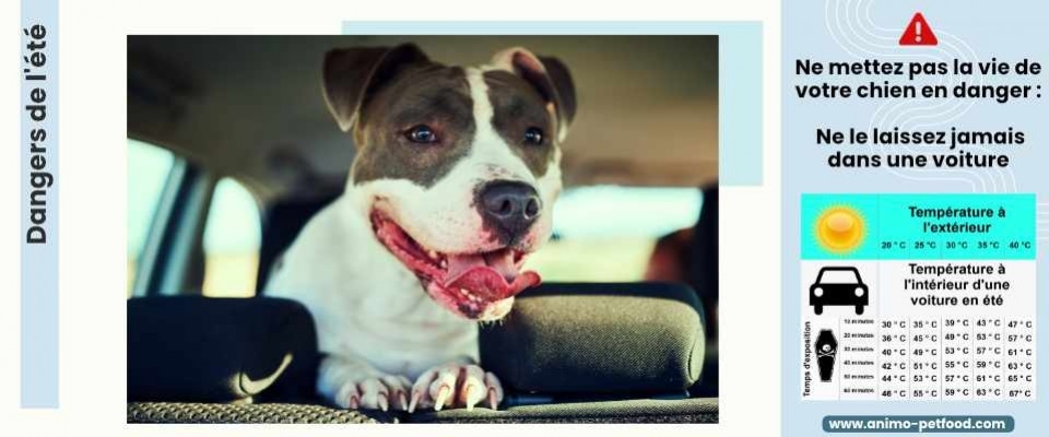 DANGER : Ne laissez pas votre chien enfermé dans votre voiture 