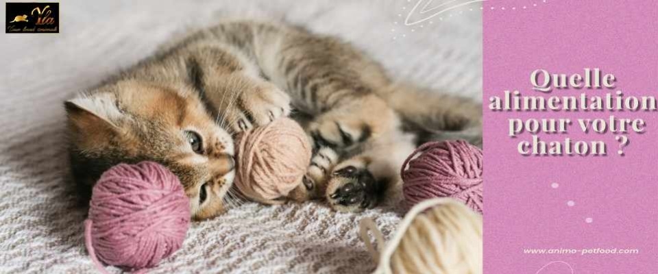 Quelle alimentation pour bien démarrer la vie de votre chaton ?