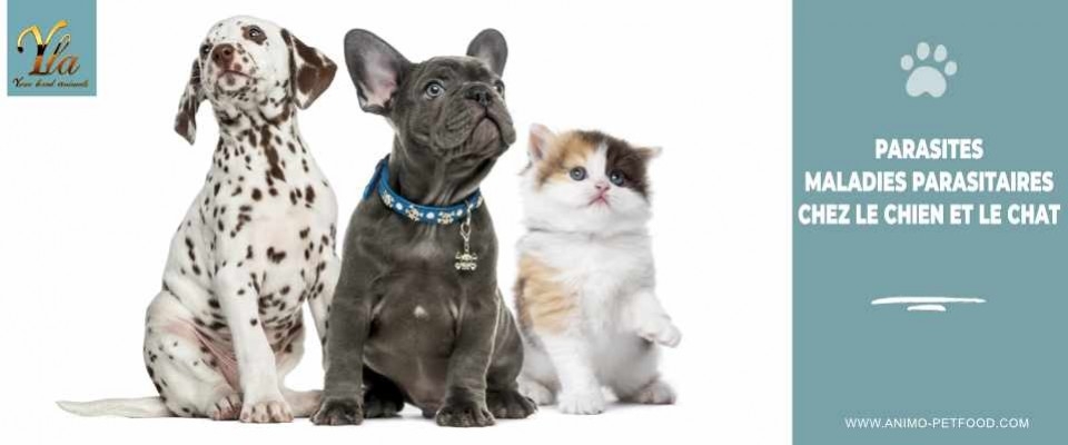 Parasites et maladies parasitaires chez le chien et le chat