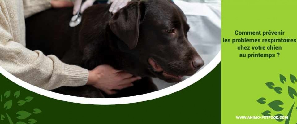 Comment prévenir les problèmes respiratoires chez votre chien au printemps ?