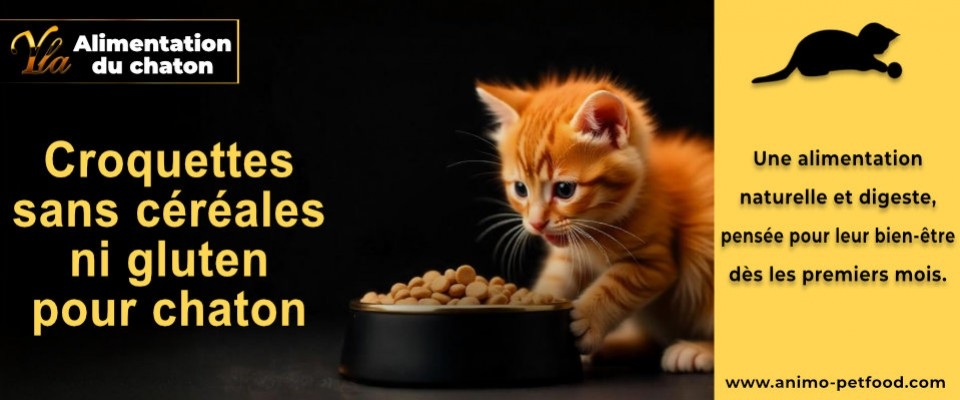 Pourquoi choisir des croquettes sans céréales ni gluten pour votre chaton ?