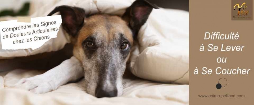 Difficulté à Se Lever ou Se Coucher : Douleurs articulaires du chien