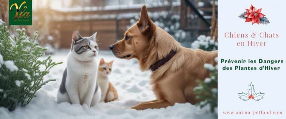 Plantes d'hiver dangereuses pour les animaux de compagnie