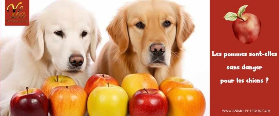 Les chiens, peuvent-ils manger des pommes ?