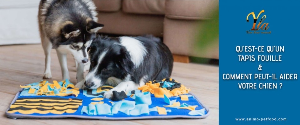 Qu'est-ce qu'un tapis fouille et comment peut-il aider votre chien ?
