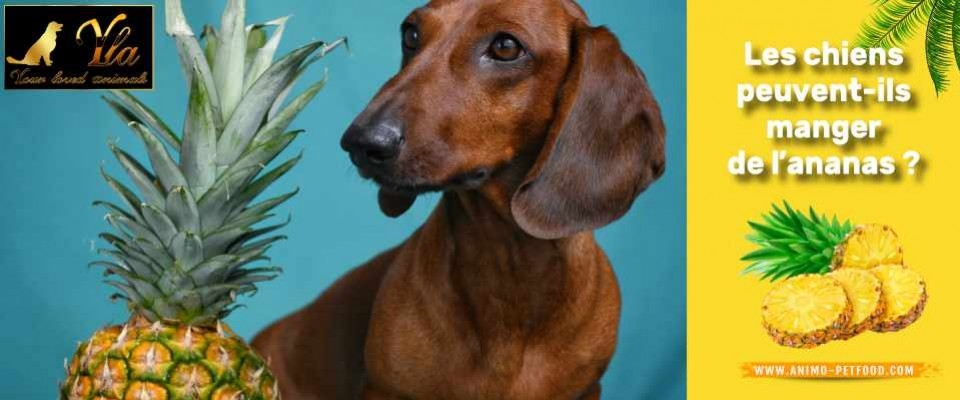 Les chiens peuvent-ils manger de l'ananas ? 