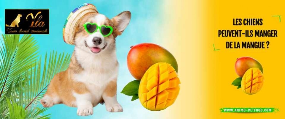 Les chiens peuvent-ils manger de la mangue ?