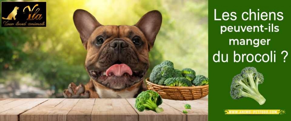 Les chiens peuvent-ils manger du brocoli ?
