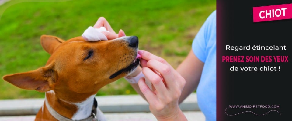 Les soins des yeux pour votre chiot