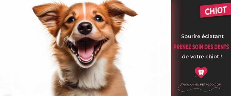 Les soins dentaires chez le chiot 