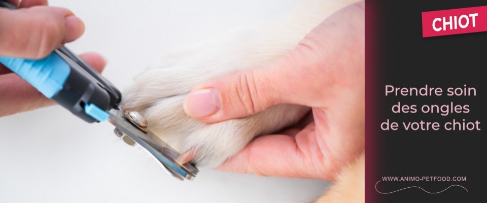 Soins des ongles du chiot
