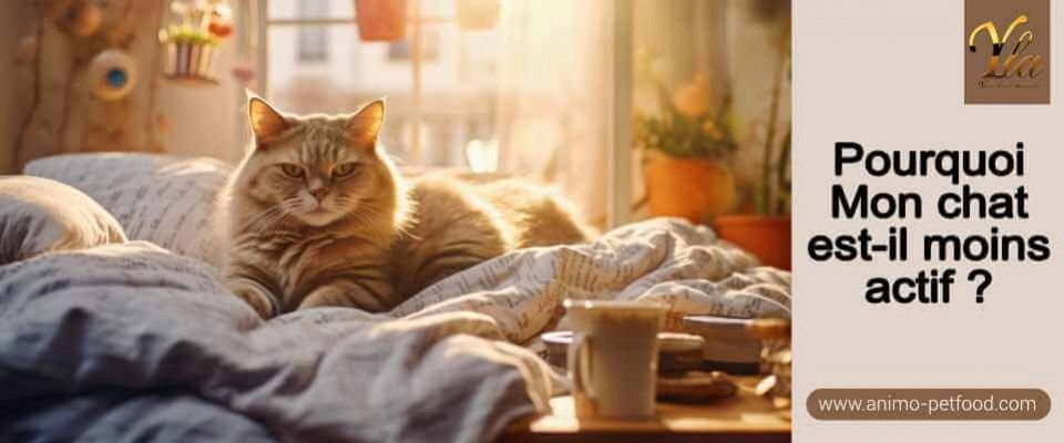 Pourquoi mon chat est-il moins actif ?