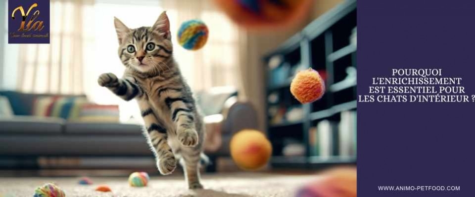 L'Enrichissement Environnemental Essentiel pour les Chats d'Intérieur