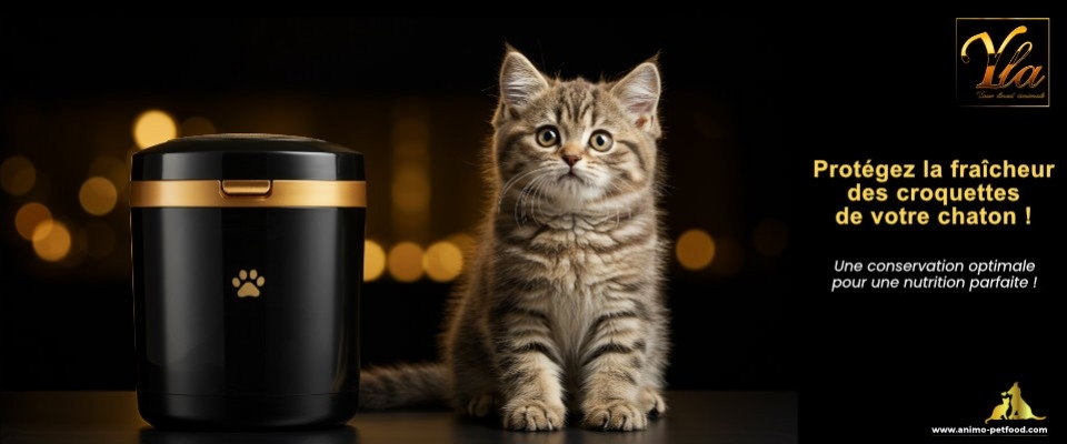 Comment Bien Stocker les Croquettes pour Chaton ?