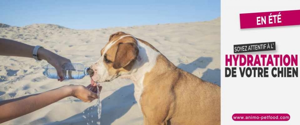 En été , soyez attentif à l'hydratation de votre animal